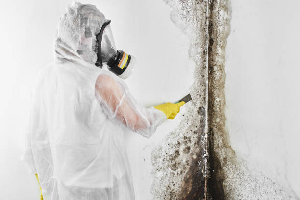 Best Commercial Mold Removal  in Urbandale, IA