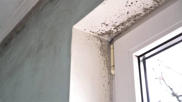 Best Office Mold Removal Services  in Urbandale, IA