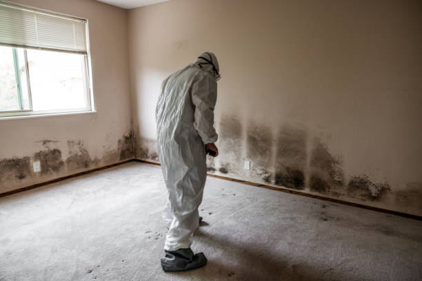 Best Mold Removal Process  in Urbandale, IA