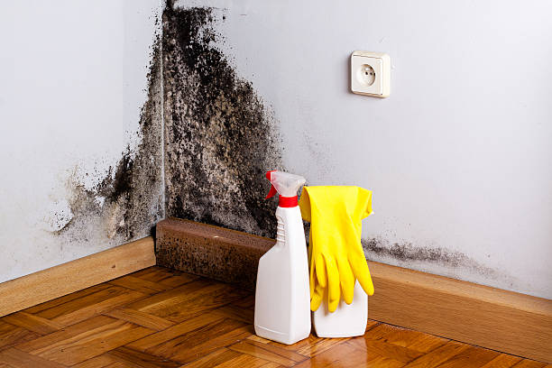Best Attic Mold Removal  in Urbandale, IA