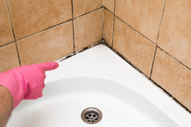 Mold Removal Process in Urbandale, IA